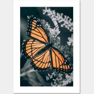 Dark Monarch Butterfly. Orange, Black and White Photograph Posters and Art